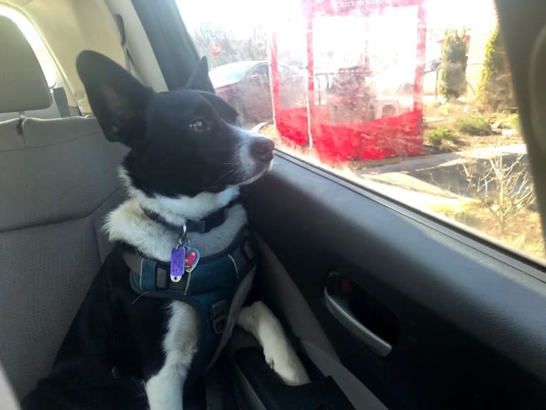 Newt, an Australian Cattle Dog and Border Collie mix tested with EmbarkVet.com