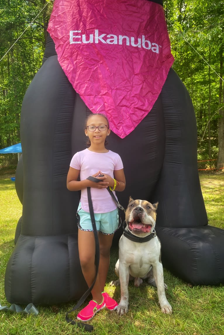 Koda, an American Bully tested with EmbarkVet.com