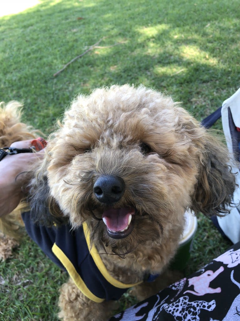 Teddy, a Poodle (Small) tested with EmbarkVet.com