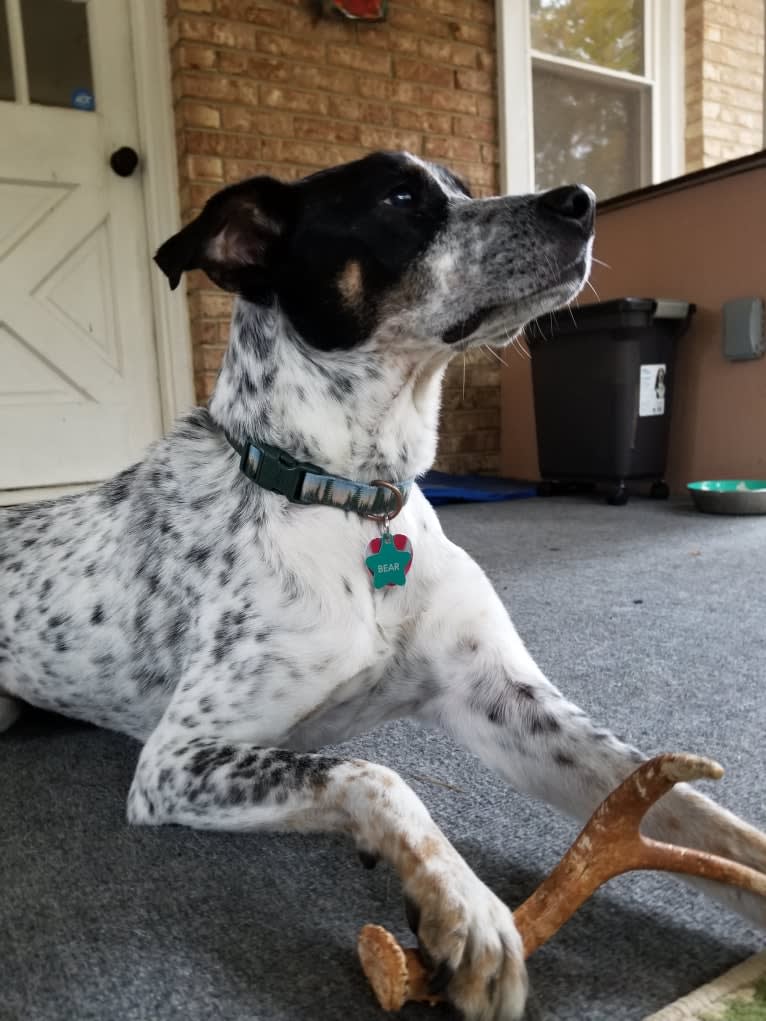 Bear, an American Village Dog tested with EmbarkVet.com