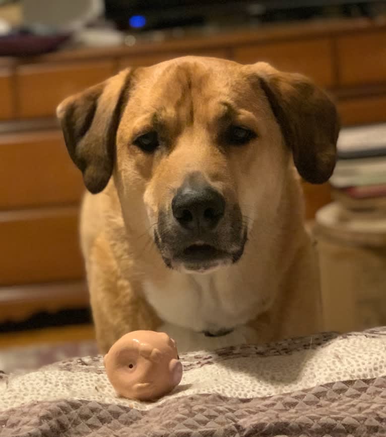 Remy, a Great Pyrenees and American Pit Bull Terrier mix tested with EmbarkVet.com