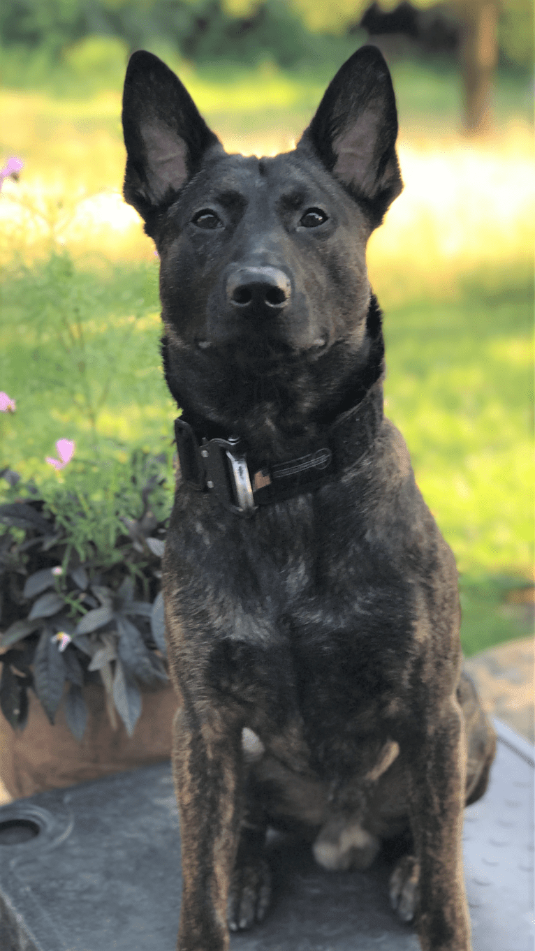 E'Bob, a Dutch Shepherd tested with EmbarkVet.com