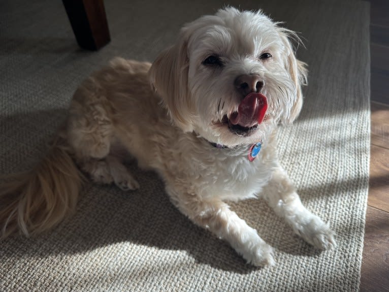 Tink, a Poodle (Small) and Chihuahua mix tested with EmbarkVet.com