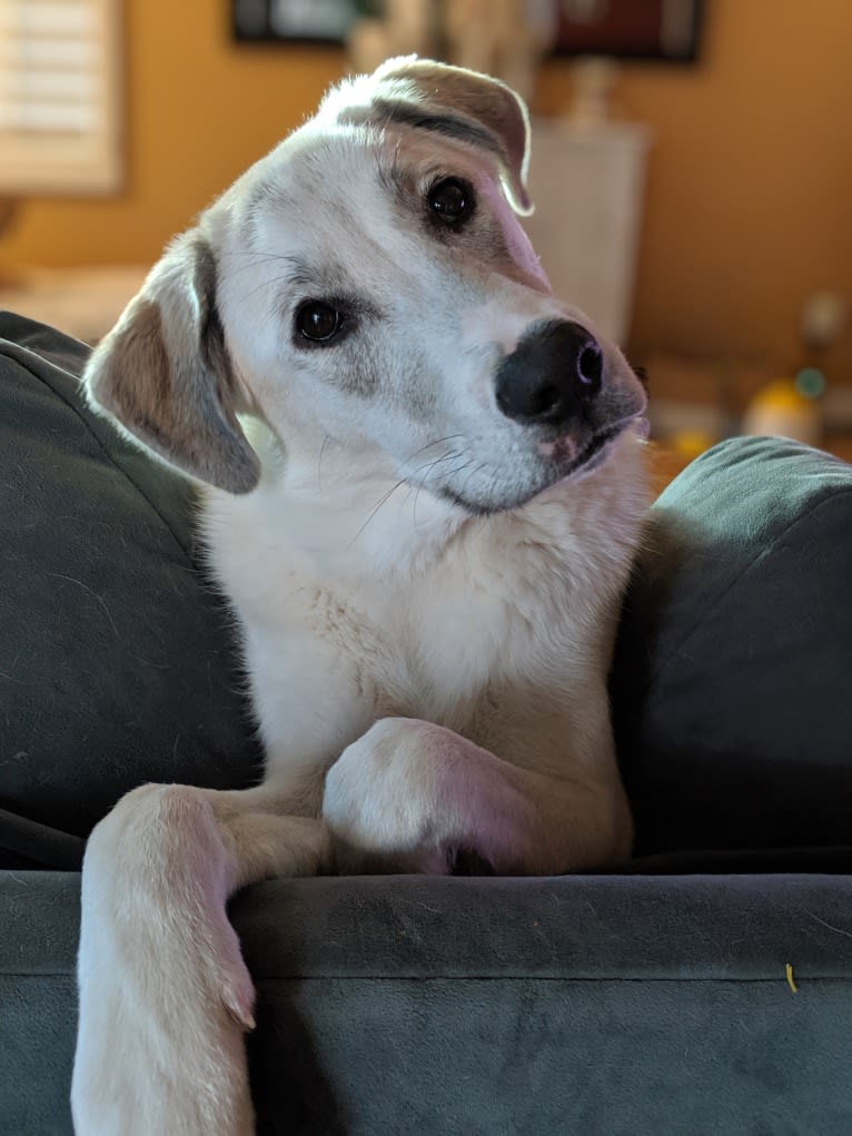 Juno, a Labrador Retriever and Siberian Husky mix tested with EmbarkVet.com