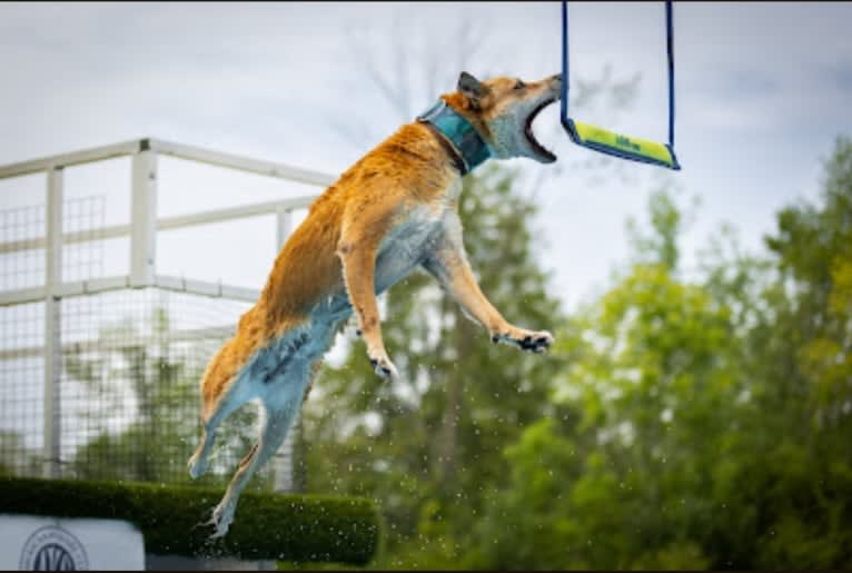 Tirzah, a Carolina Dog tested with EmbarkVet.com