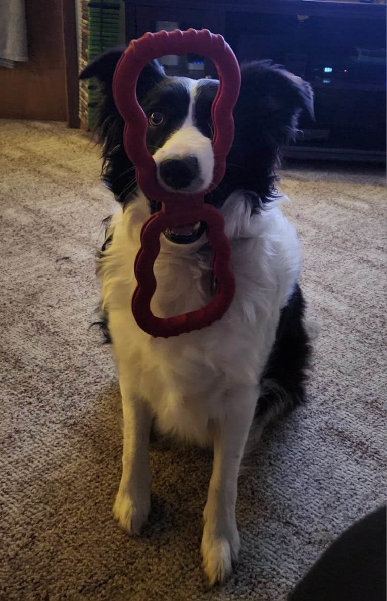 Willow, an Australian Shepherd and Border Collie mix tested with EmbarkVet.com