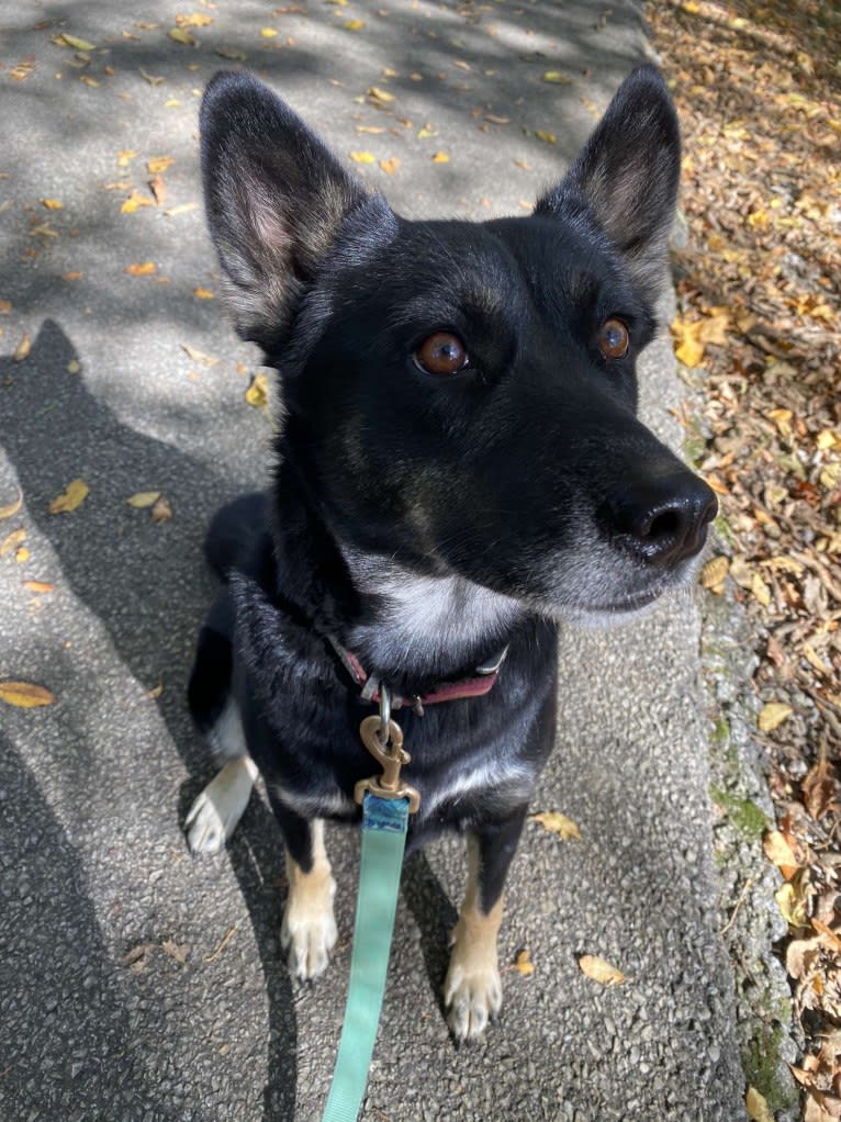 Laika, a Siberian Husky and Border Collie mix tested with EmbarkVet.com