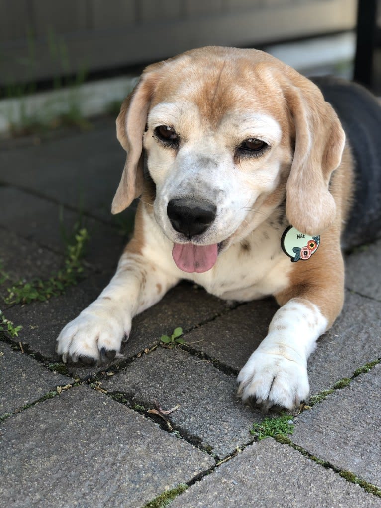 Mae, a Beagle tested with EmbarkVet.com