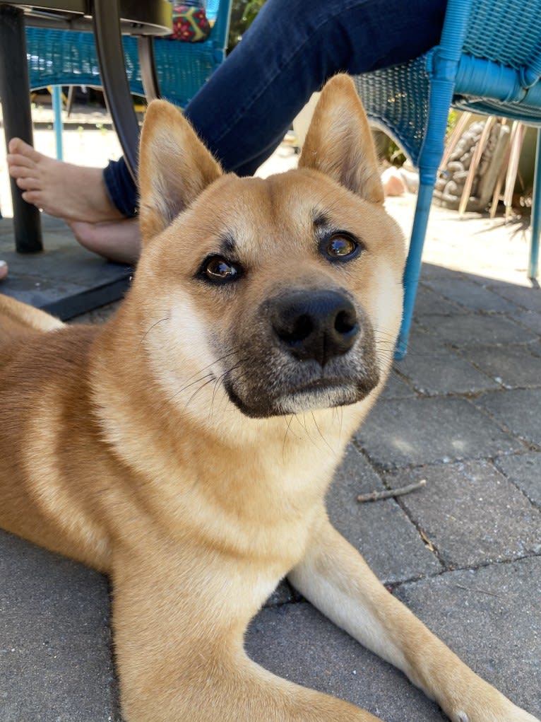 Kobe, a Shiba Inu tested with EmbarkVet.com