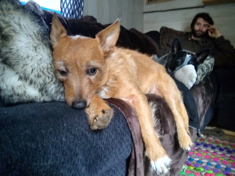 Rosko, a Chihuahua and Australian Cattle Dog mix tested with EmbarkVet.com