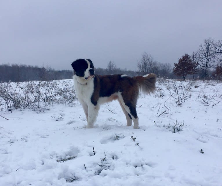 Sully, a Saint Bernard tested with EmbarkVet.com