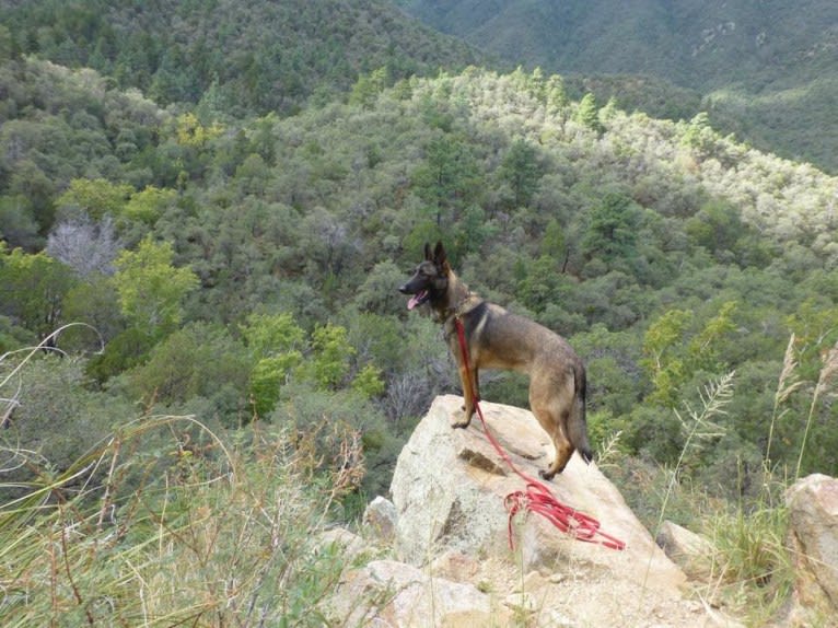 LIAM, a German Shepherd Dog and Belgian Malinois mix tested with EmbarkVet.com