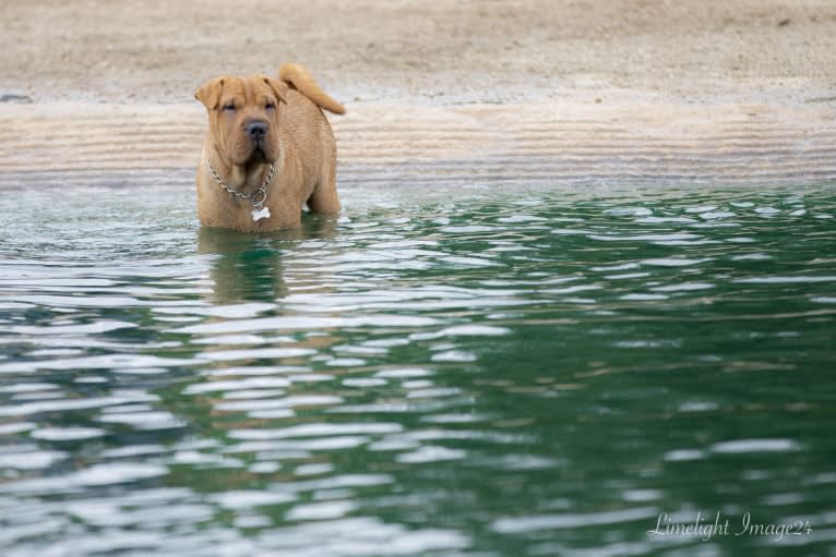 Biggie Small, a Chinese Shar-Pei tested with EmbarkVet.com