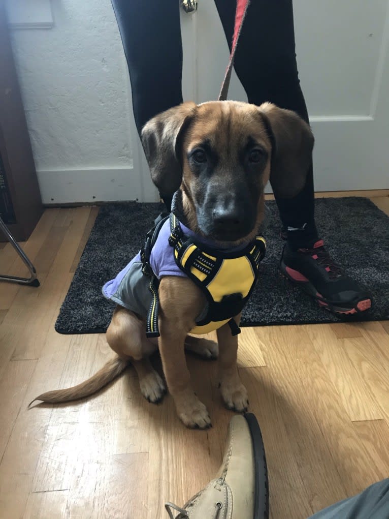 Roux, a Belgian Malinois and Beagle mix tested with EmbarkVet.com