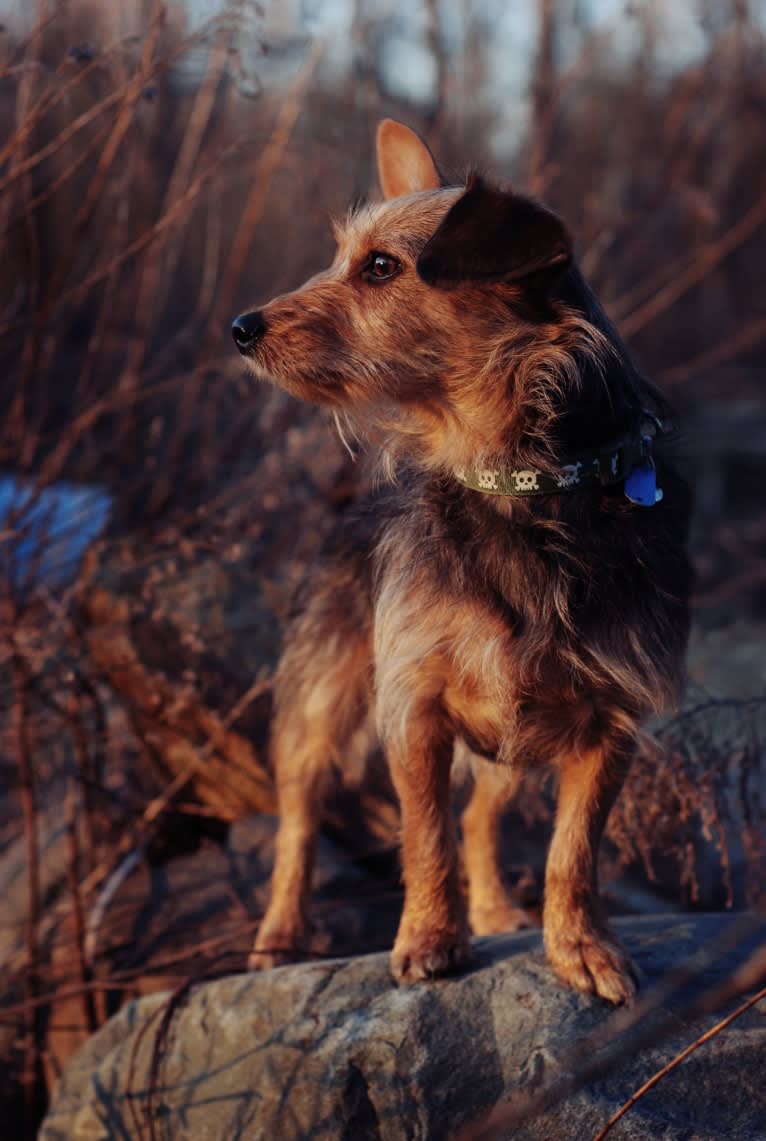 Oliver, a Yorkshire Terrier and Dachshund mix tested with EmbarkVet.com