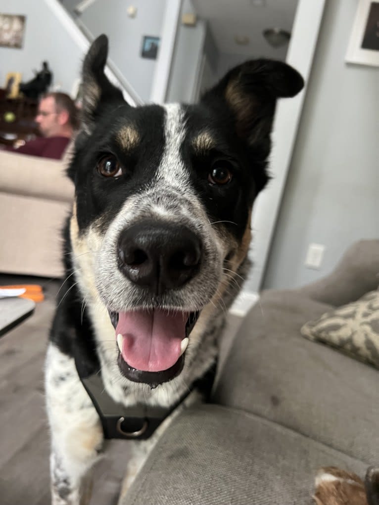 Charlie, a Siberian Husky and Australian Cattle Dog mix tested with EmbarkVet.com