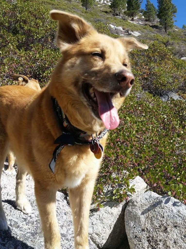 Canela, a Siberian Husky and German Shepherd Dog mix tested with EmbarkVet.com