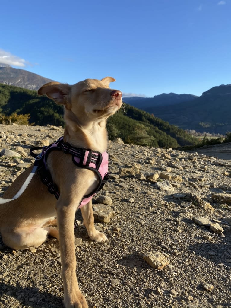 Molly, a Western European Village Dog tested with EmbarkVet.com