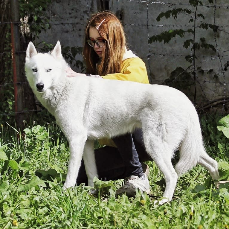 DEMON, a Gerberian Shepsky (5.0% unresolved) tested with EmbarkVet.com