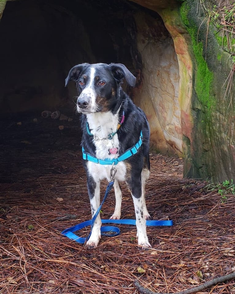 Boomer, an Australian Cattle Dog and Poodle (Standard) mix tested with EmbarkVet.com