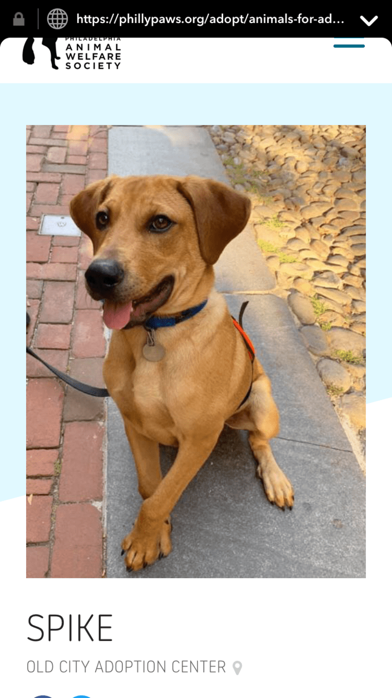 Photo of Hurley, a Rottweiler, Labrador Retriever, American Staffordshire Terrier, and Bulldog mix in Philadelphia, PA, USA