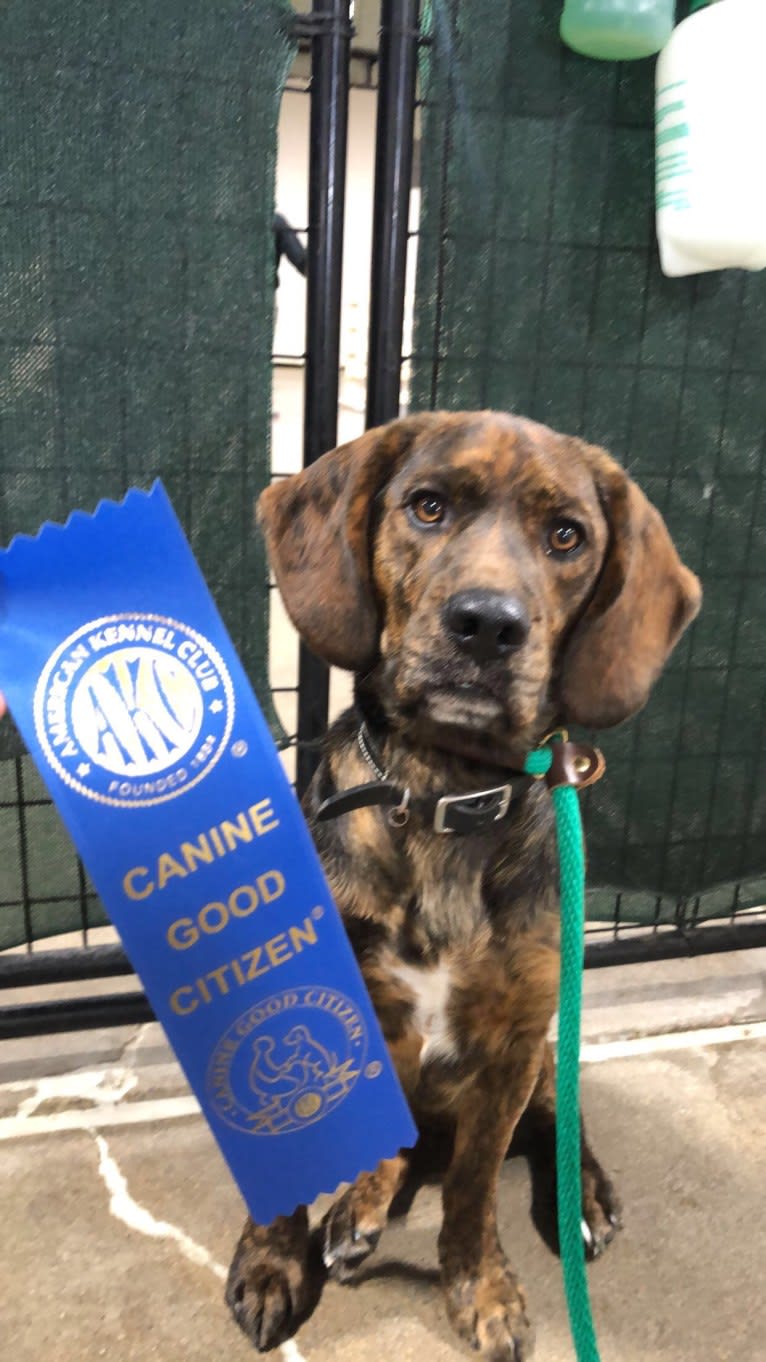 Otis, a Beagle and Golden Retriever mix tested with EmbarkVet.com