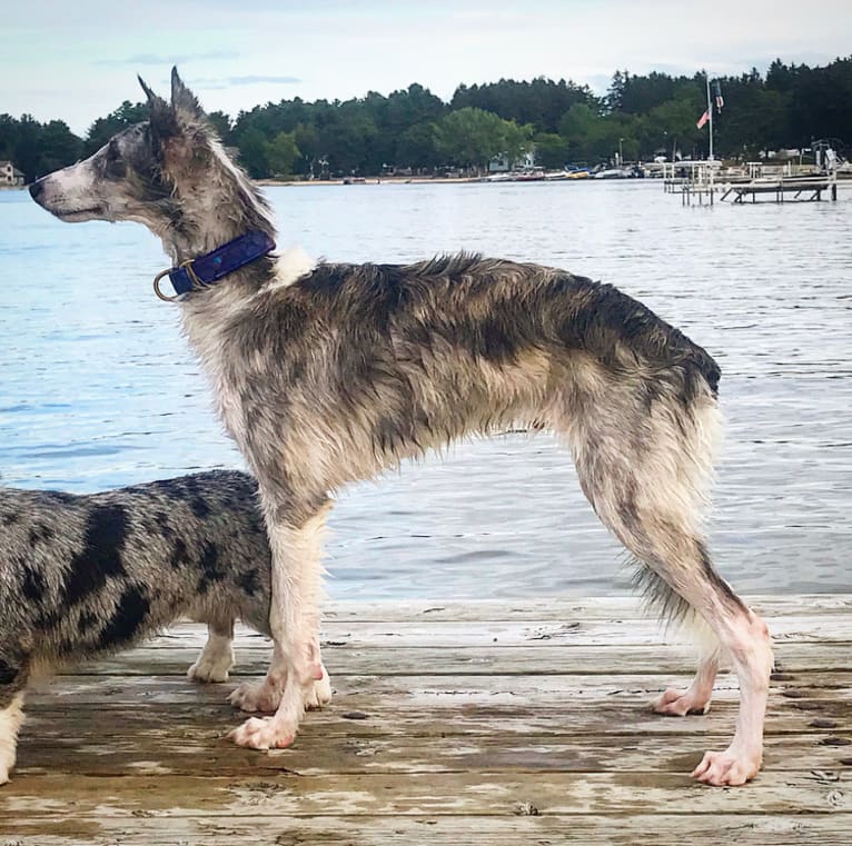 Twig, a Silken Windhound tested with EmbarkVet.com