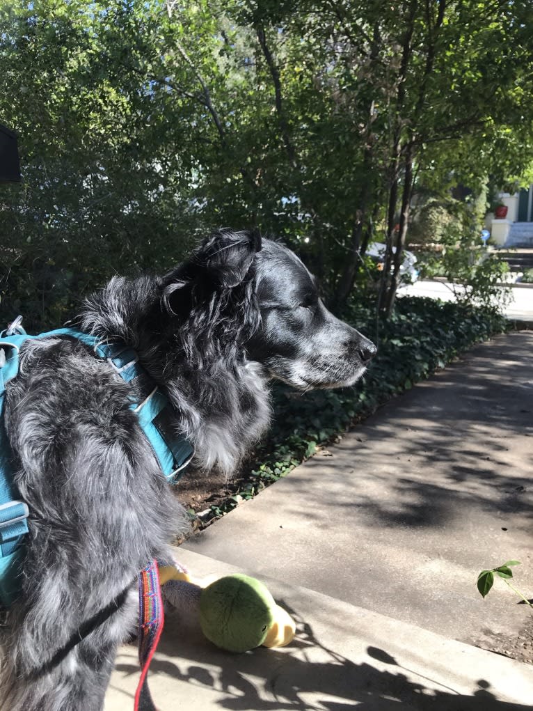 Fred, a Golden Retriever and Great Pyrenees mix tested with EmbarkVet.com