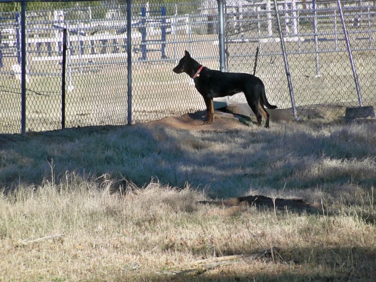 Meg, a Beauceron tested with EmbarkVet.com