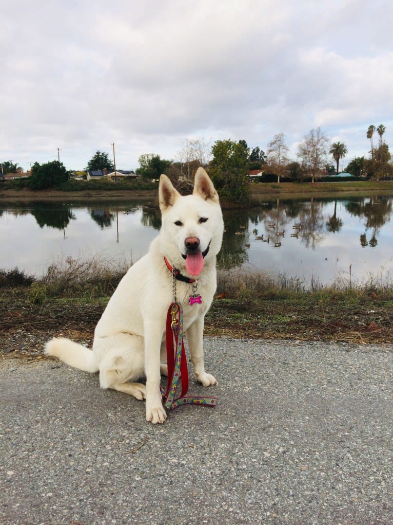 Pearl, a Pungsan tested with EmbarkVet.com