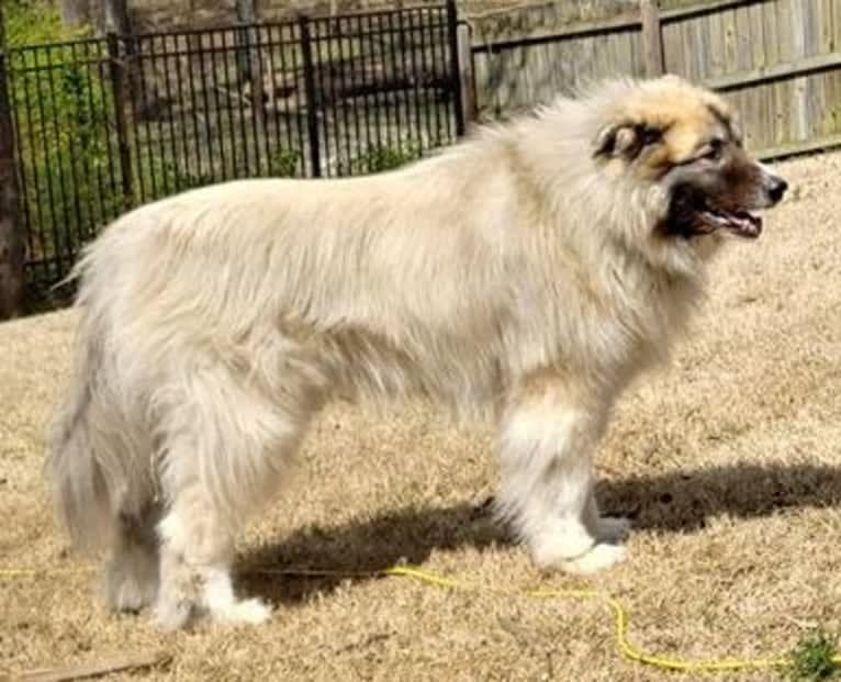 Monster, a Great Pyrenees and Alaskan Malamute mix tested with EmbarkVet.com