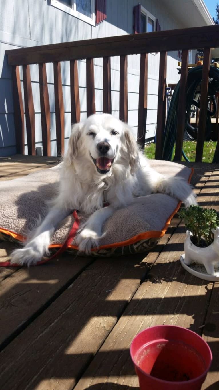 Peaty, an American Eskimo Dog and Cocker Spaniel mix tested with EmbarkVet.com