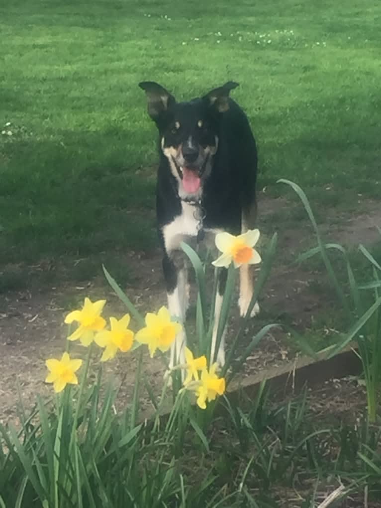 Ollie, a Border Collie tested with EmbarkVet.com