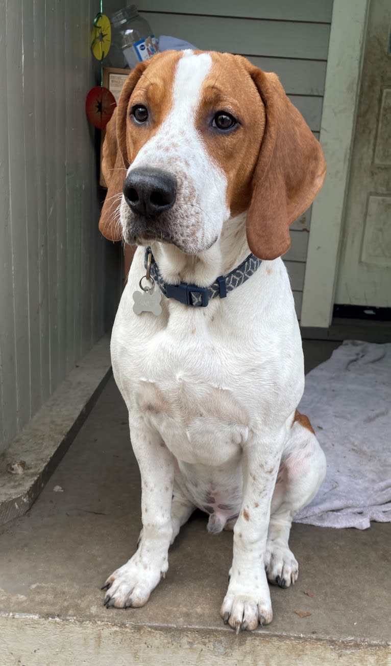 Banner, an American English Coonhound tested with EmbarkVet.com