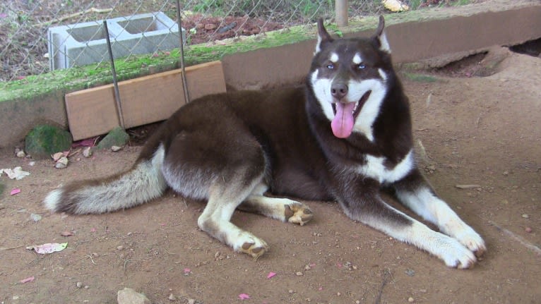 Rhett, a Siberian Husky tested with EmbarkVet.com