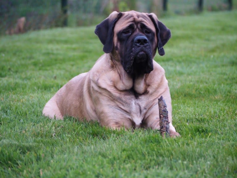 Ava of Noble Force, a Mastiff tested with EmbarkVet.com