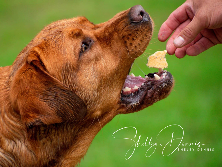 Levi, a Labrador Retriever tested with EmbarkVet.com