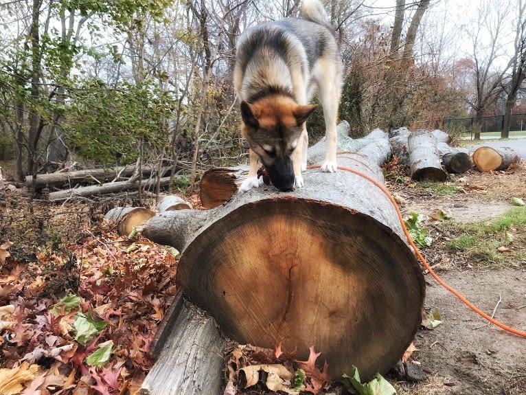 Raven, a West Siberian Laika tested with EmbarkVet.com