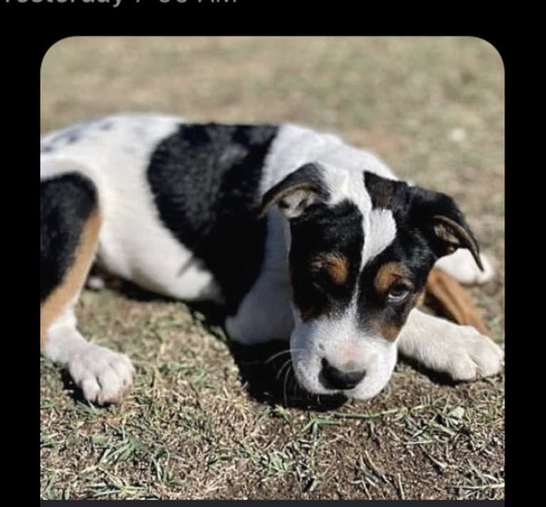 Rocky, an Australian Cattle Dog and Golden Retriever mix tested with EmbarkVet.com