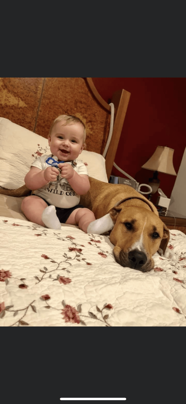 Simon, an American Pit Bull Terrier and Catahoula Leopard Dog mix tested with EmbarkVet.com
