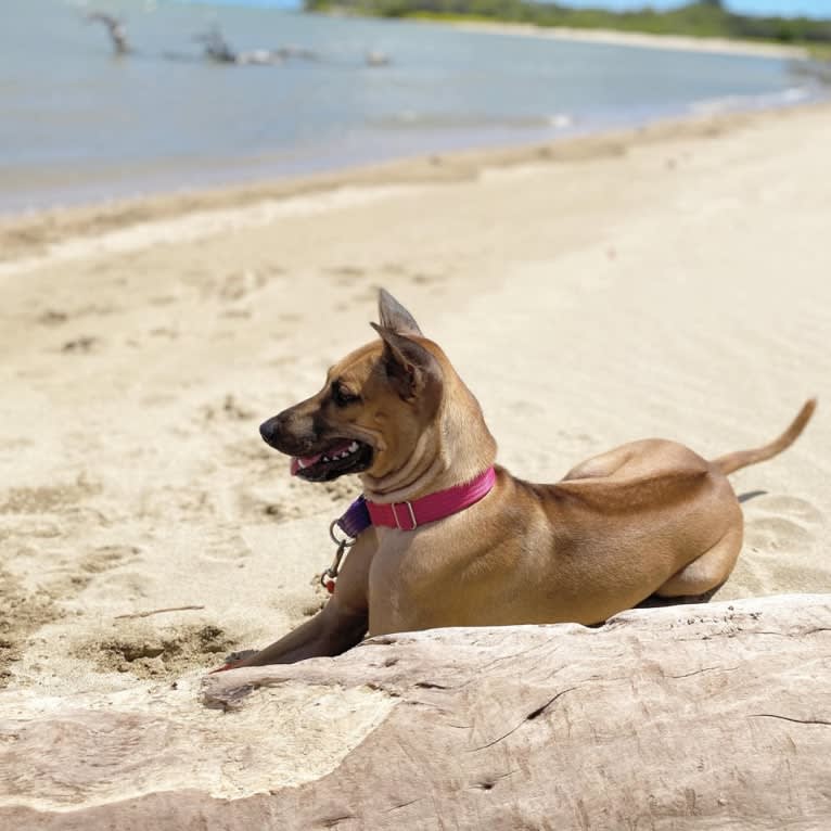 Kiwi, a Phu Quoc Ridgeback tested with EmbarkVet.com