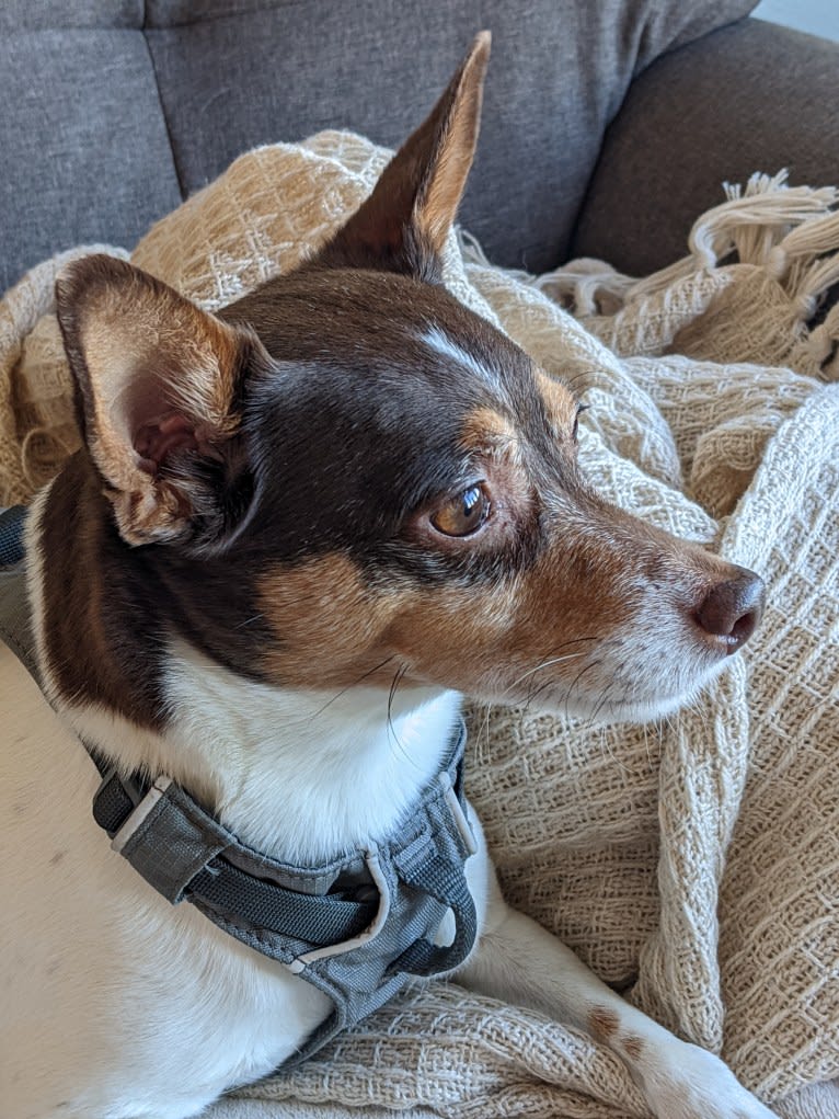 Pete, a Rat Terrier tested with EmbarkVet.com