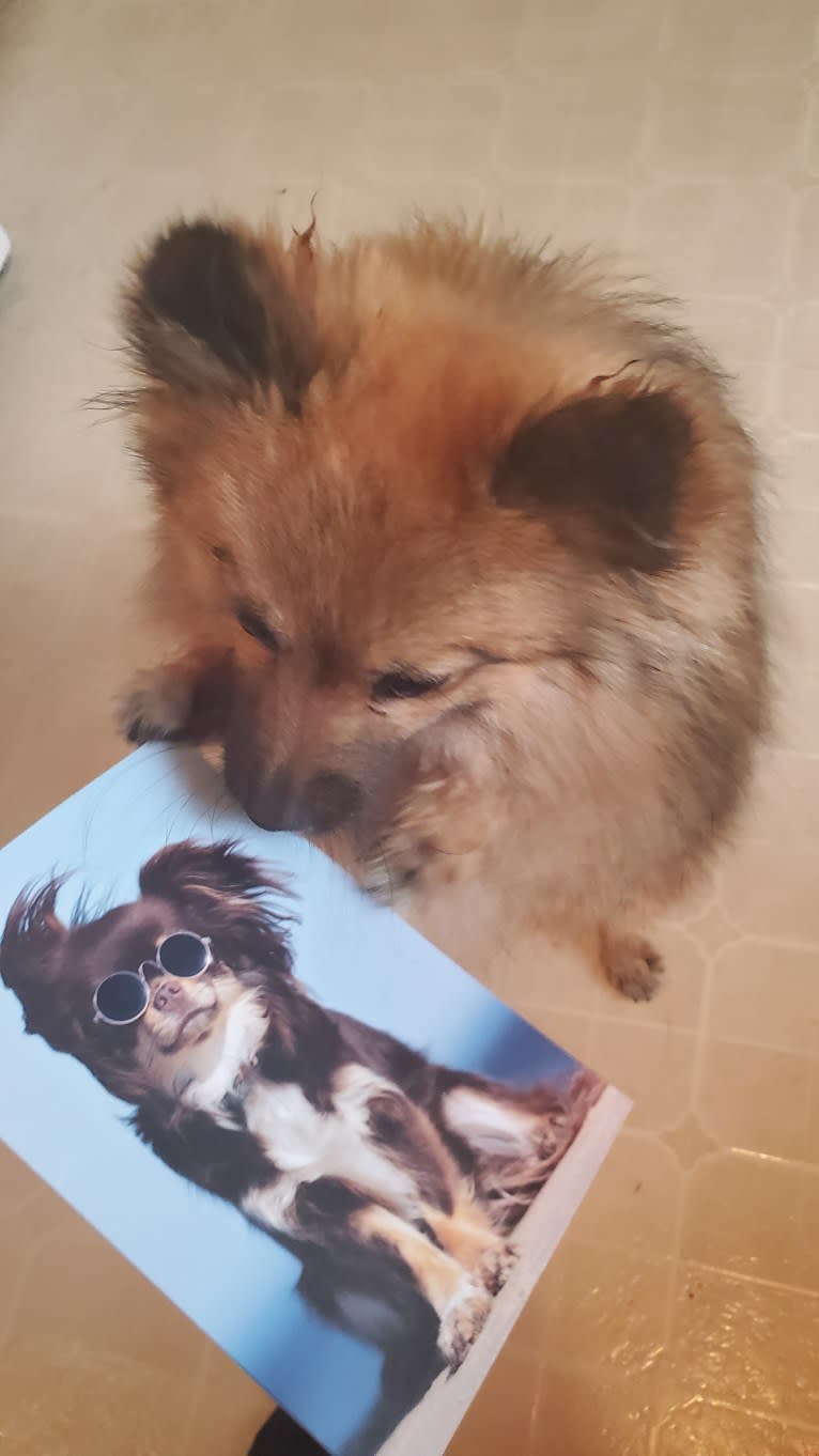 Grizzy, a Pomeranian tested with EmbarkVet.com