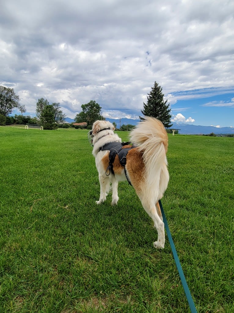 Photo of Leilo, a Great Pyrenees, Australian Shepherd, Australian Cattle Dog, and Golden Retriever mix in Yoder, Colorado, USA