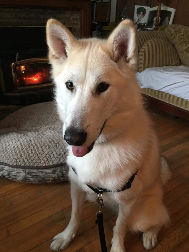 Hunter, an Alaskan Malamute and Greenland Dog mix tested with EmbarkVet.com