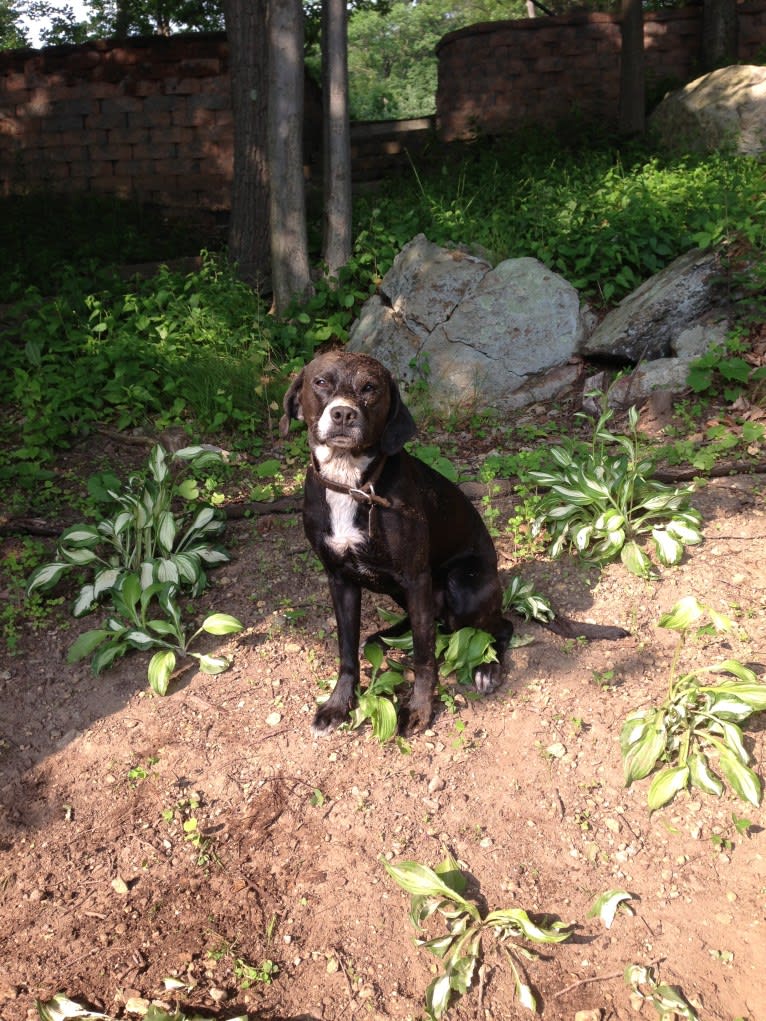 Tucker, a Labrador Retriever and American Staffordshire Terrier mix tested with EmbarkVet.com