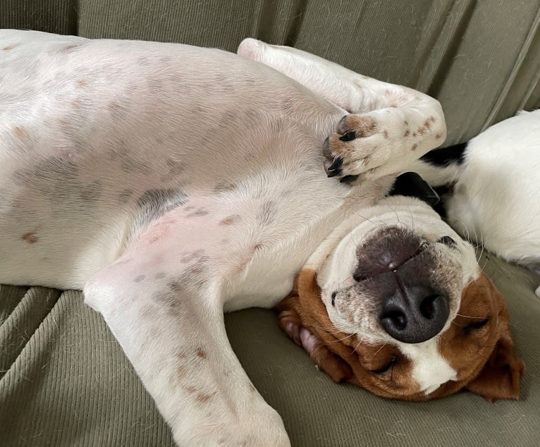 Banner, an American English Coonhound tested with EmbarkVet.com