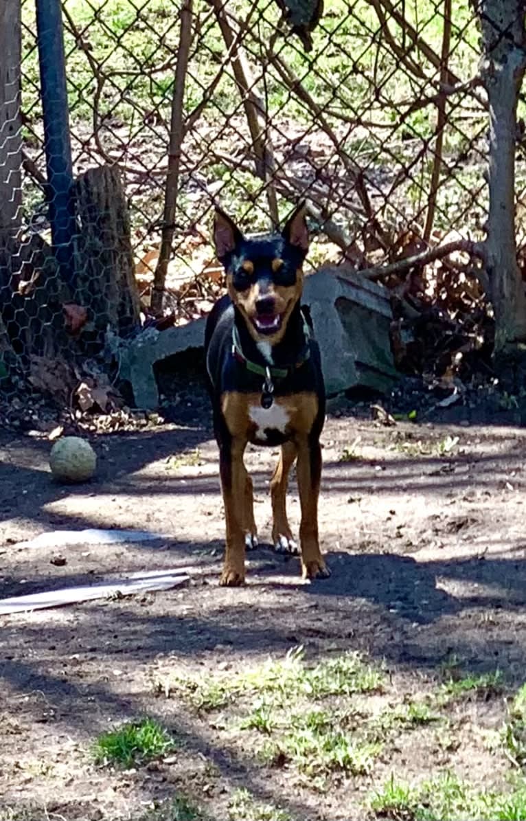 Vinny, a Miniature Pinscher tested with EmbarkVet.com