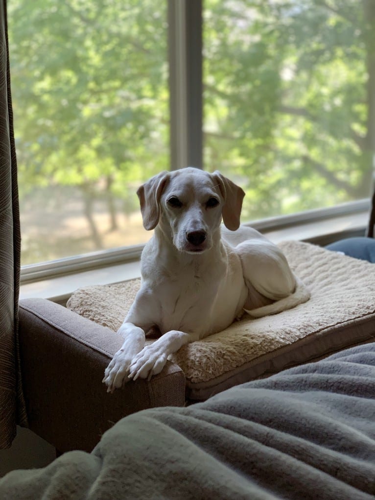 Eira, a Cocker Spaniel and Beagle mix tested with EmbarkVet.com