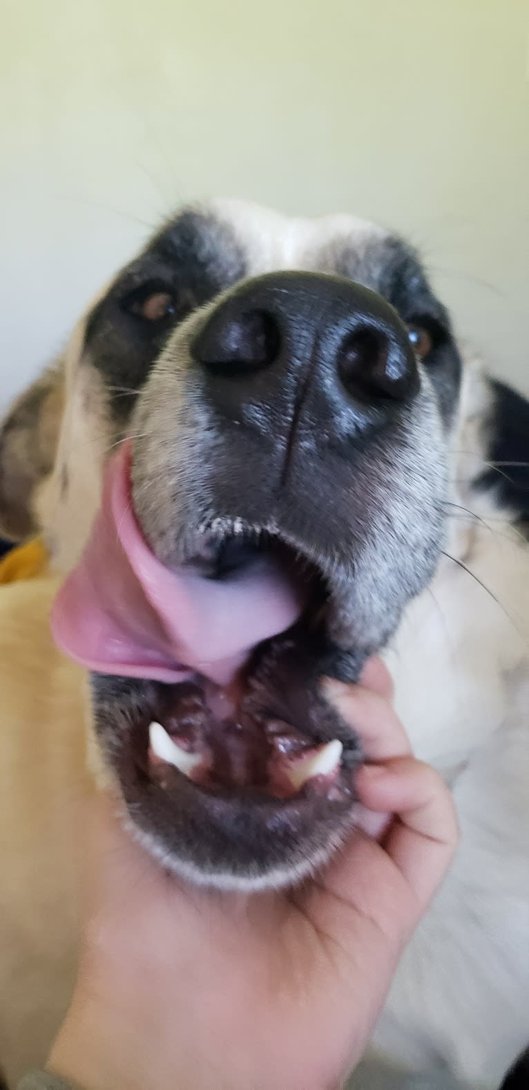 Marley, a Great Pyrenees and Australian Cattle Dog mix tested with EmbarkVet.com